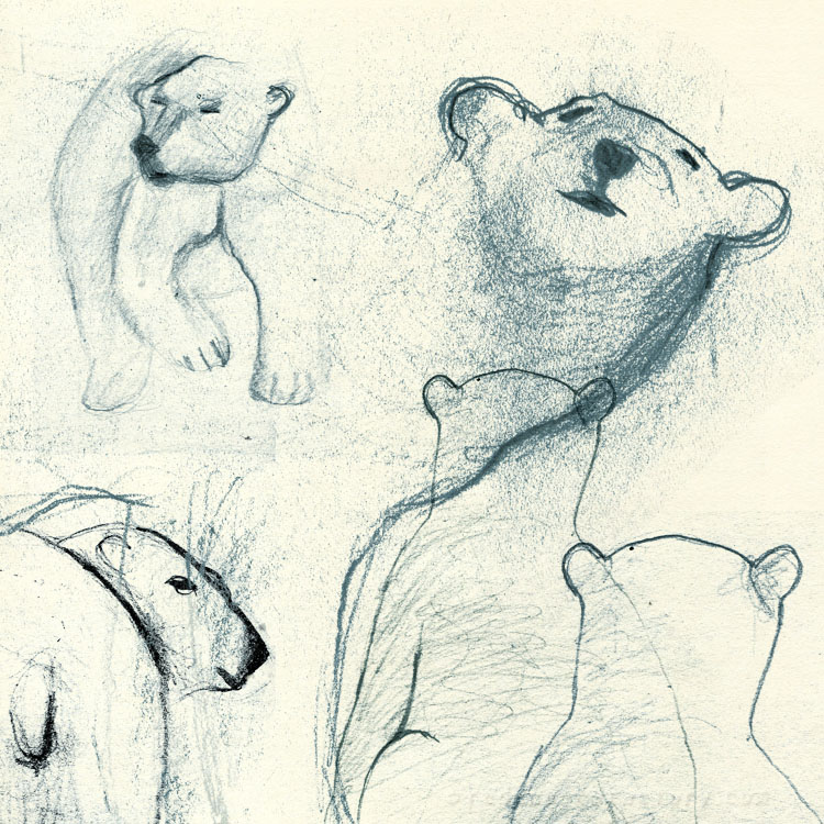 Polar Bear studies from mu sketchbook
