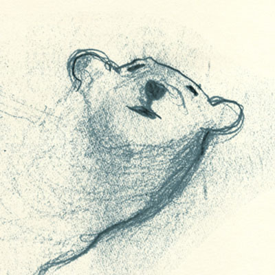 Polar bear studies from my sketchbook 